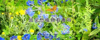 鼠见愁植物有毒吗,第1图