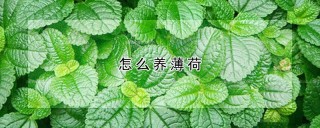 怎么养薄荷,第1图