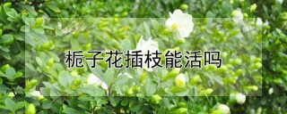 栀子花插枝能活吗,第1图