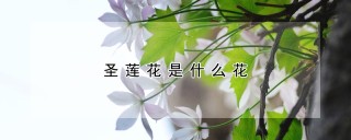 圣莲花是什么花,第1图