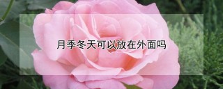 月季冬天可以放在外面吗,第1图