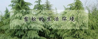 雪松的生活环境,第1图