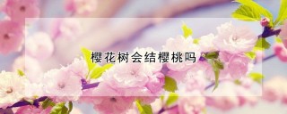 樱花树会结樱桃吗,第1图