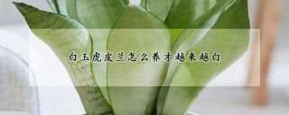 白玉虎皮兰怎么养才越来越白,第1图