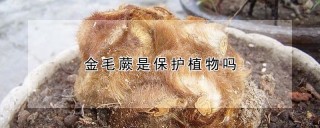 金毛蕨是保护植物吗,第1图