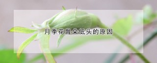 月季花骨朵低头的原因,第1图