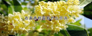 在家养桂花有什么忌讳,第1图