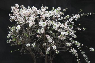 樱花修剪季节，樱花的修剪在夏秋季节,第2图