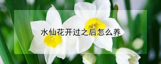 水仙花开过之后怎么养,第1图