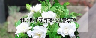 牡丹栀子花养殖与注意事项,第1图