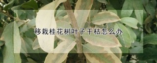 移栽桂花树叶子干枯怎么办,第1图