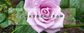 无病虫害勤花的月季品种,第1图