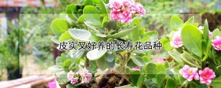 皮实又好养的长寿花品种,第1图