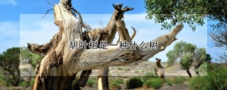 胡叶树是一种什么树,第1图