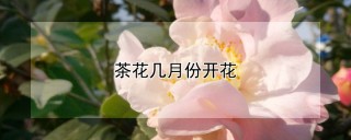 茶花几月份开花,第1图