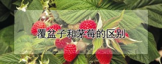 覆盆子和茅莓的区别,第1图