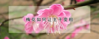 梅花如何让主干变粗,第1图