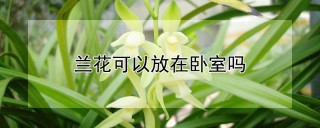 兰花可以放在卧室吗,第1图