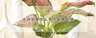 水培如意怎么养才能更旺盛,第1图