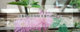 含羞草会开花吗,花是什么颜色的,第1图