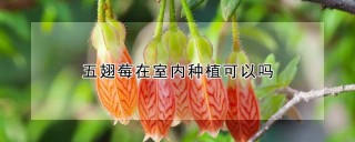 五翅莓在室内种植可以吗,第1图