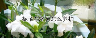 枙子花冬天怎么养护,第1图