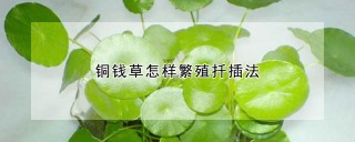 铜钱草怎样繁殖扦插法,第1图