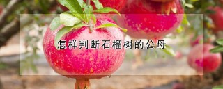 怎样判断石榴树的公母,第1图