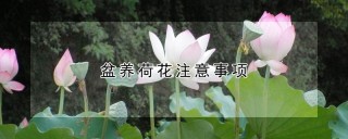 盆养荷花注意事项,第1图