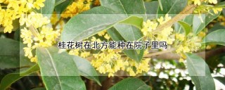 桂花树在北方能种在院子里吗,第1图