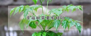 幸福树需要剪枝吗,第1图