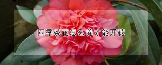 四季茶花怎么养才能开花,第1图