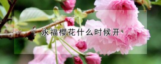 永福樱花什么时候开,第1图