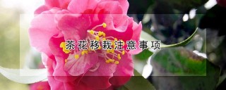 茶花移栽注意事项,第1图