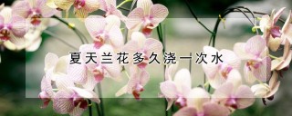 夏天兰花多久浇一次水,第1图