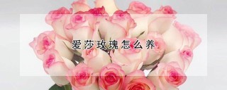 爱莎玫瑰怎么养,第1图