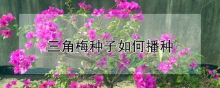 三角梅种子如何播种,第1图