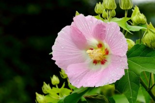 芙蓉花是海棠花吗,第2图