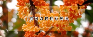 门前可以种桂花树吗,第1图