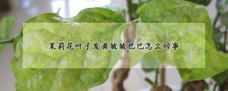 茉莉花叶子发黄皱皱巴巴怎么回事,第1图