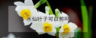 水仙叶子可以剪吗,第1图