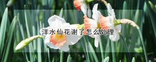 洋水仙花谢了怎么处理,第1图