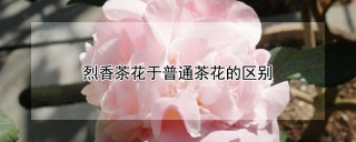 烈香茶花于普通茶花的区别,第1图