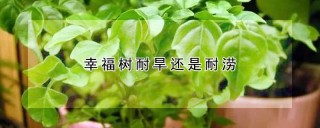 幸福树耐旱还是耐涝,第1图