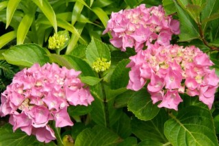 绣球花叶子发黄边缘干枯怎么办，根据问题的原因进行处理,第2图