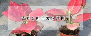 吉利红叶子发软烂掉了,第1图