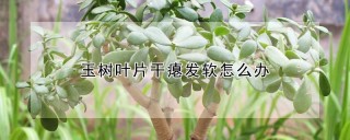 玉树叶片干瘪发软怎么办,第1图