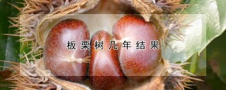 板栗树几年结果,第1图