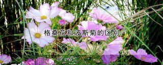 格桑花和波斯菊的区别,第1图