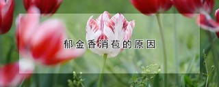 郁金香消苞的原因,第1图